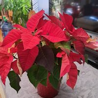 leninmejia58
