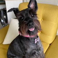 nube.schnauzer