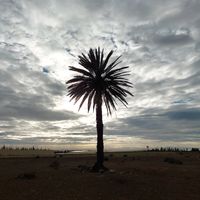 الصوت الأصلي