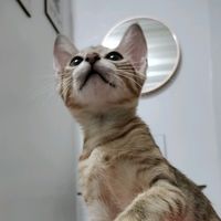 original sound - Maria Rona