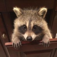 phatraccoon