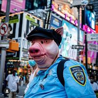 ny_pig
