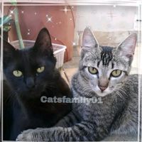 catsfamily01