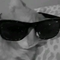 El top number 1 de torreón coahuila