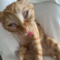 shut.up.ur.fat.and.ugly