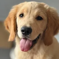 original sound - claritagoldenn