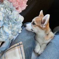 izy_corgi