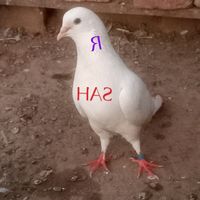 original sound