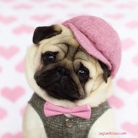 lovepugsandkisses