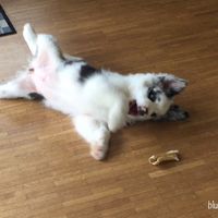 aussie.girl.coco