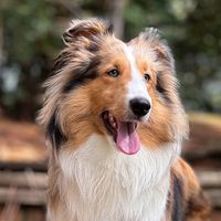 merlot.sheltie