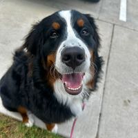 sunny_thebernese