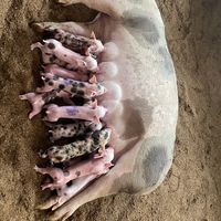 granjaporcinasanjuan