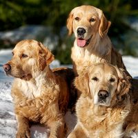 k_with_goldens