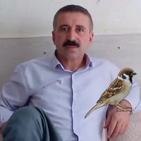 orijinal ses