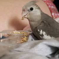 animais_todo_o_diaa