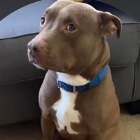 Miss possessive by tate mcrae