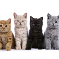 original sound - kittiecutecats