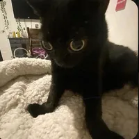 original sound - levvy027