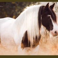 love_pony_09