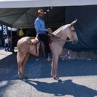 alexandresoaresvip23