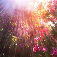 her by the american dawnnn