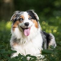 cori_theaussie