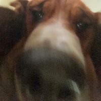 original sound - jakey wakie