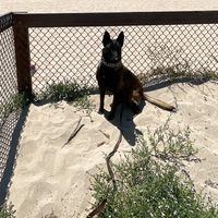 socalmalinois