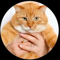 cat_littll