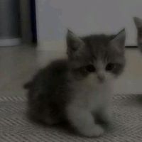 оригінальний звук