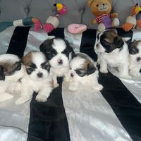 shihtzuminitoysecuador