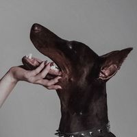 dogoholic0