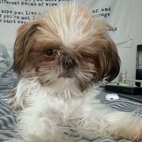 fuck_trumpallthewayhell