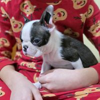 petkounderdog