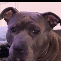 saveourpitties