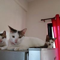 mommycat.27
