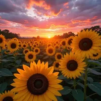 original sound - musictherapy2240