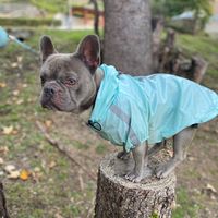 frenchiekingblue