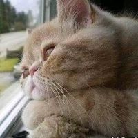 cat3nu