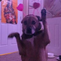 tinkertheshepherd