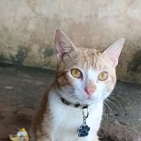 yuddi150705
