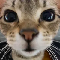 original sound - prettywhiteedit