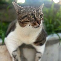 jerry_the_cat__1