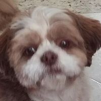 dog_thor4