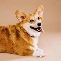 waffle.the.wigglebutt