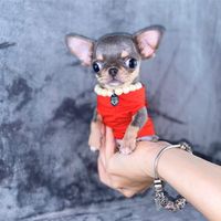 teacupchihuahua2