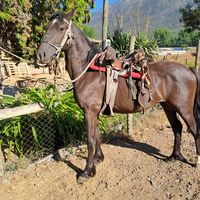 pepeaguilar425