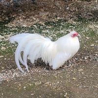 gallitosaztecatonaya