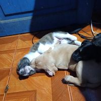 pitasalvadoanimalitos